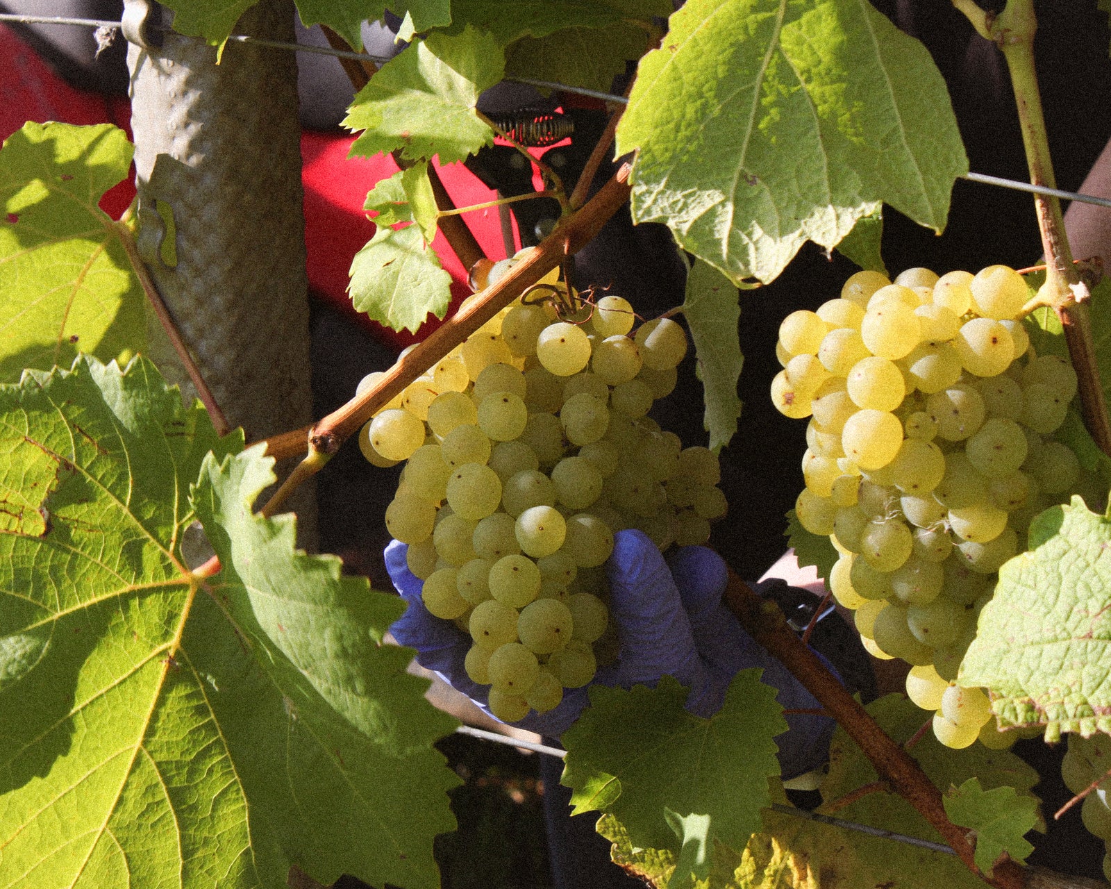 Views from the vineyard: Harvest 2021