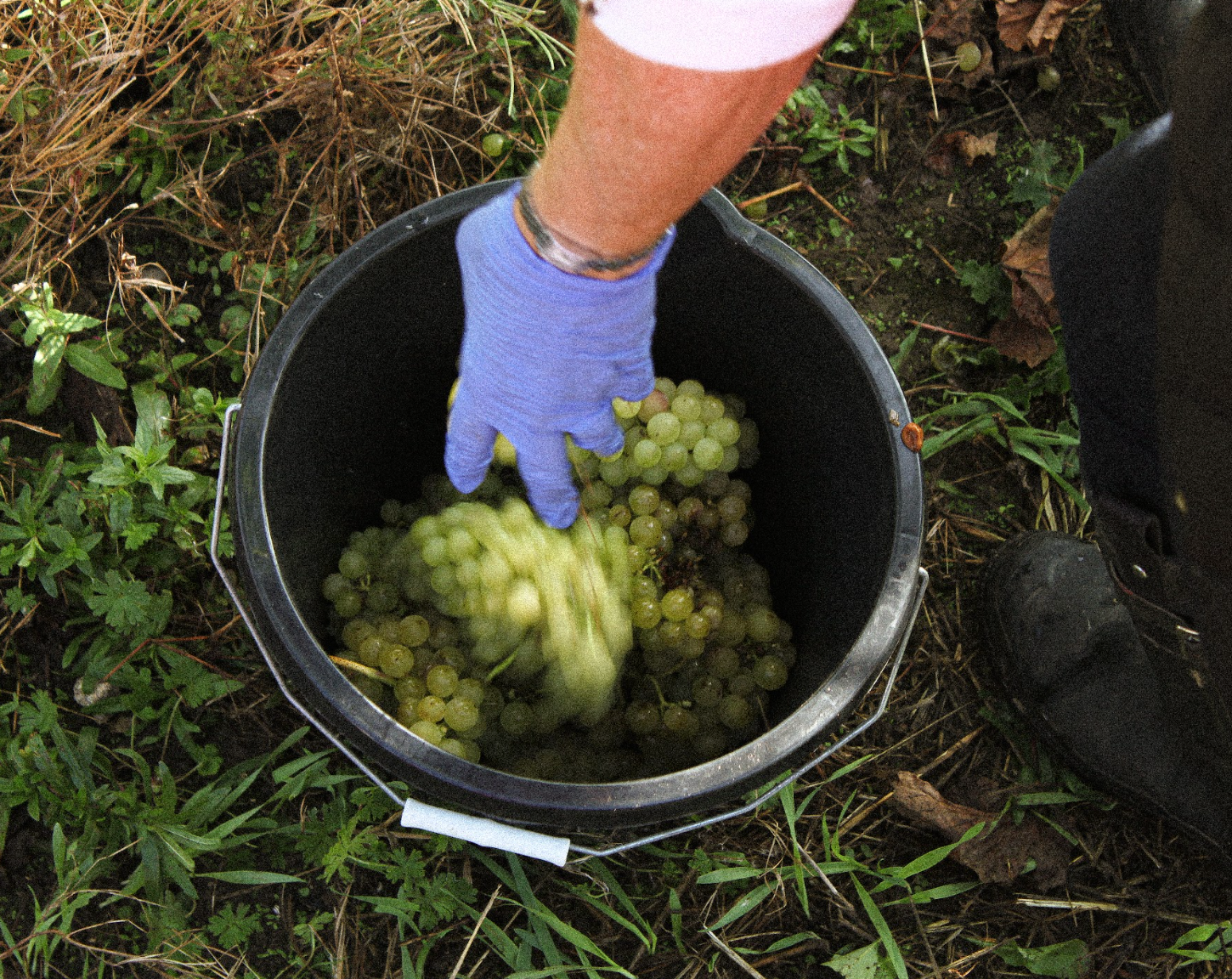 Our Grapes
