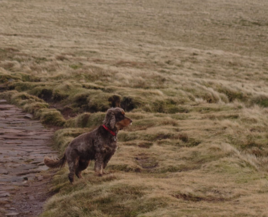Walks We Love
