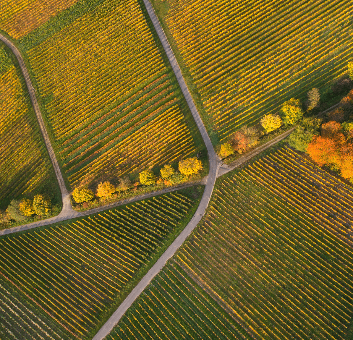 The UK Wine Boom