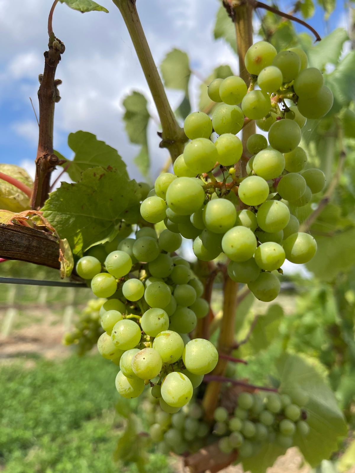 Summer Winery Tour